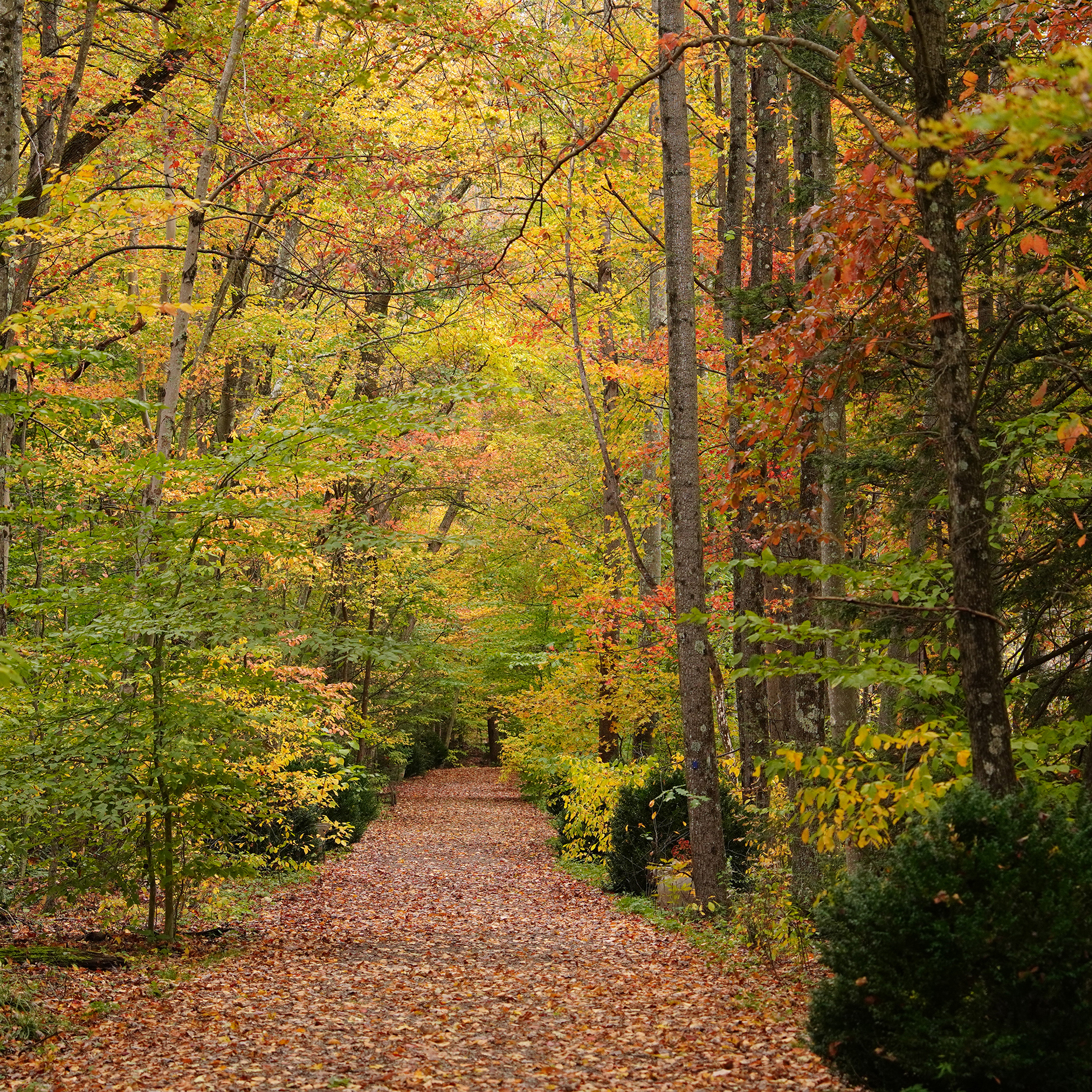 Walk with the Director— October 10 - logo